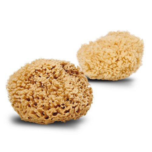 Natursvamp Honey Wool 13-14 cm - Økologisk Rengøring